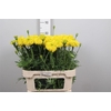 Tage E Co Yellow