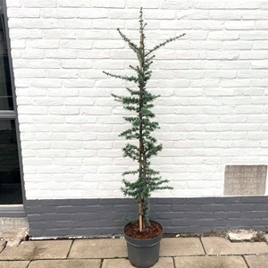 Cedrus libani 'Glauca'