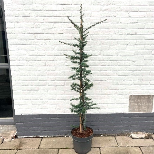 <h4>Cedrus libani 'Glauca'</h4>