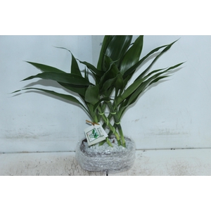 BAMBU ALADIN DE RESINA