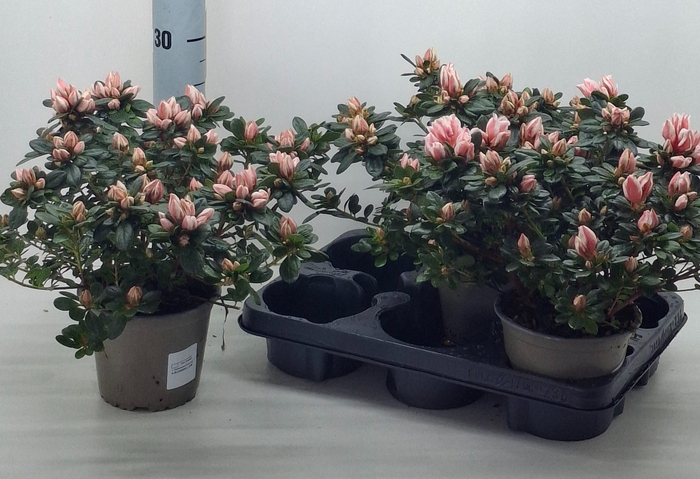 <h4>RHODO SI GEM</h4>