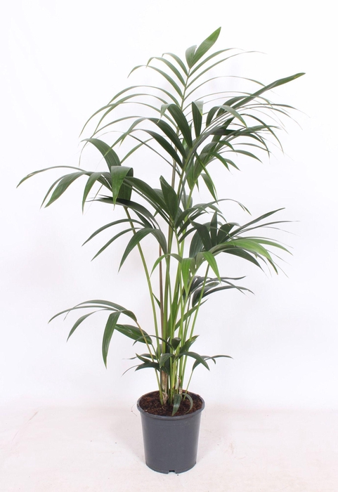 <h4>Howea forsteriana 5 per pot</h4>