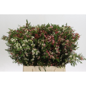 Chamelaucium uncinatum 'My Sweet 16'