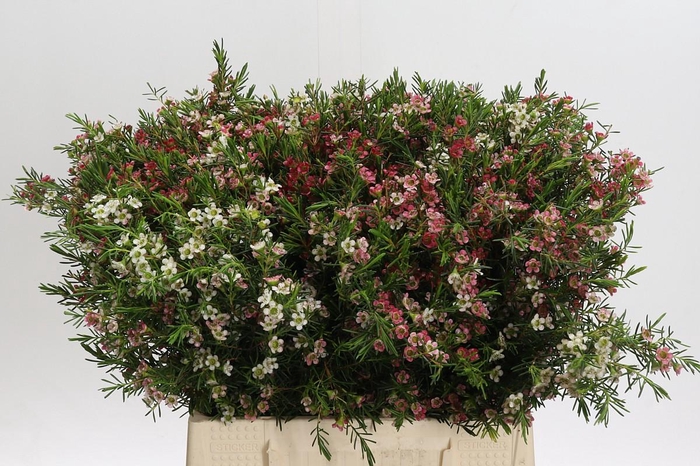 Chamelaucium uncinatum 'My Sweet 16'