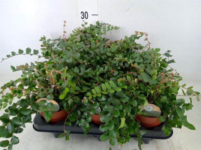 <h4>Pellaea rotundifolia</h4>