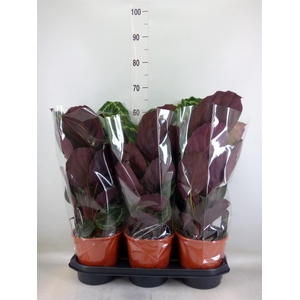 Calathea  'Medallion'