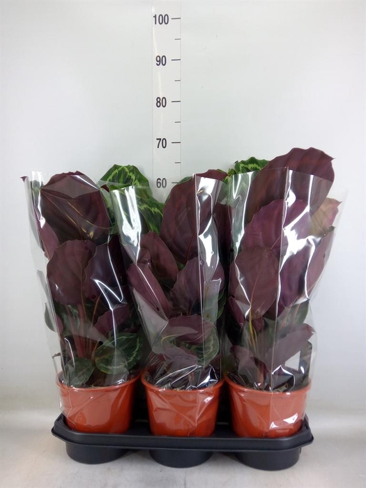 <h4>Calathea  'Medallion'</h4>