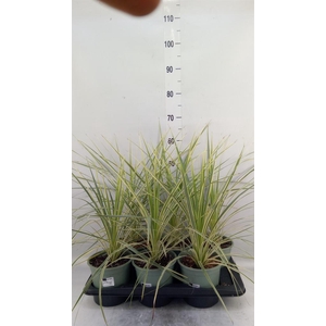 Cordyline austr. 'Variegata'