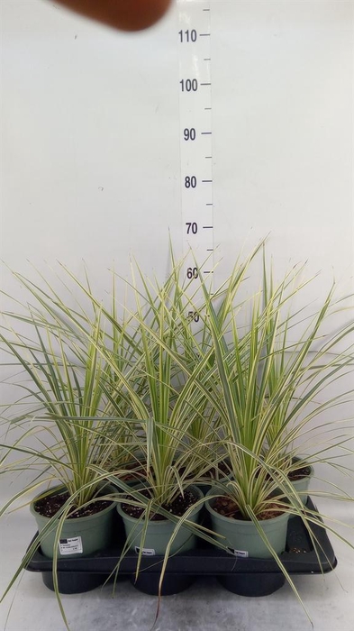 <h4>Cordyline austr. 'Variegata'</h4>