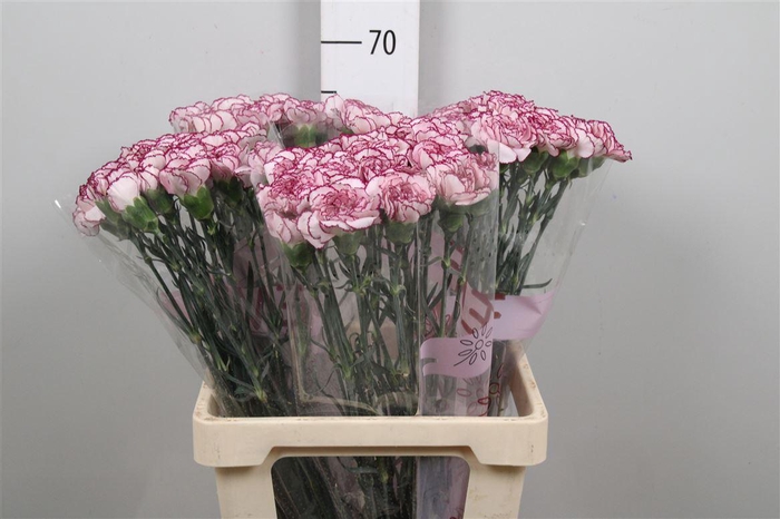 <h4>Di St Damascus</h4>