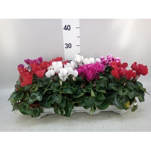 Cyclamen MD 'Allure'