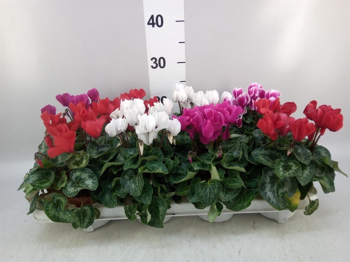 <h4>Cyclamen MD 'Allure'</h4>