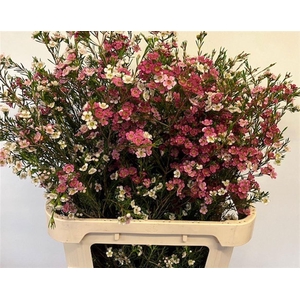 CHAME UN MY SWEET 16