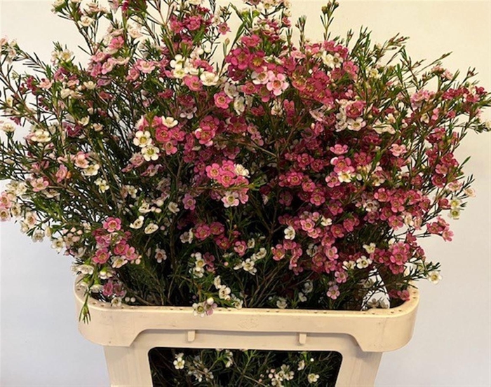 <h4>CHAME UN MY SWEET 16</h4>