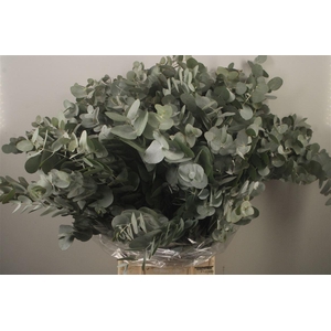 Euc Cinerea Per Bunch Za Short Spray