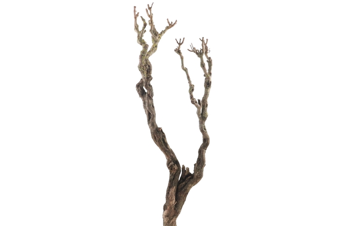 <h4>Syringa Branch Super Pirenne</h4>