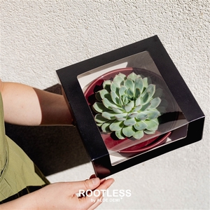 ROOTLESS Echeveria, Squirrel bowl - black box