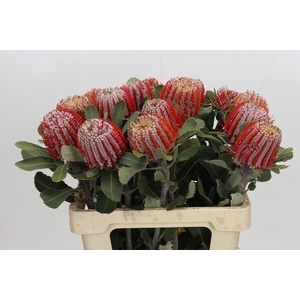 Banksia Coccinea