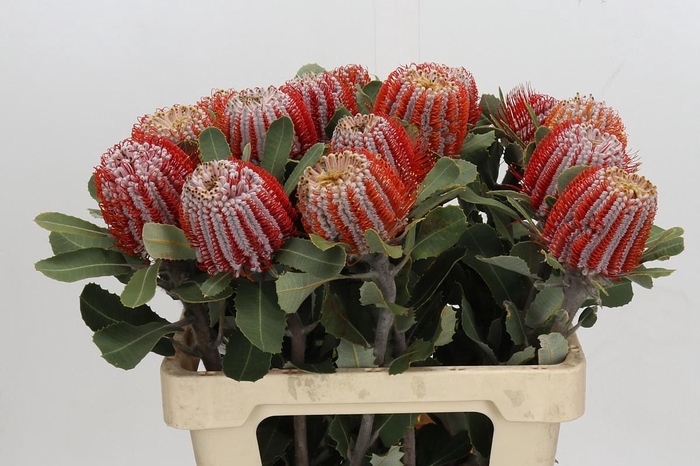 <h4>Banksia Coccinea</h4>