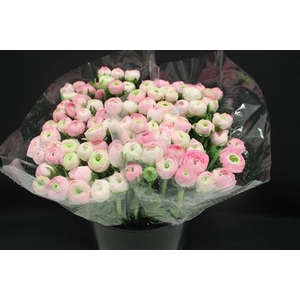 Ranonkel Extra Licht Rose