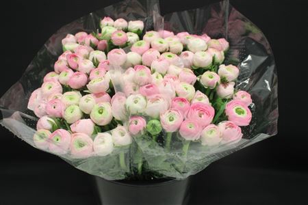 <h4>Ranonkel Extra Licht Rose</h4>