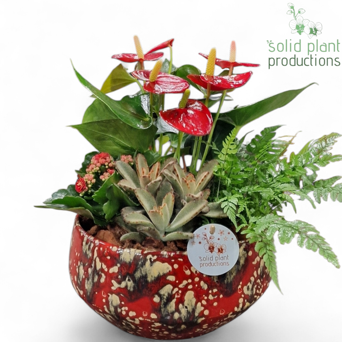 <h4>AT092 Sophia Medium Red Anthurium</h4>
