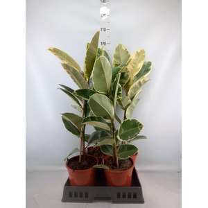 Ficus elastica 'Tineke'