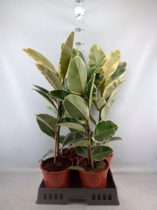 <h4>Ficus elastica 'Tineke'</h4>