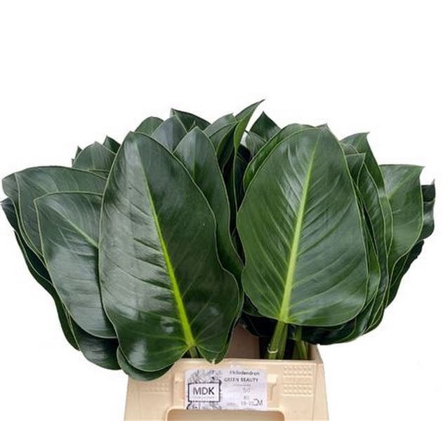 <h4>Philodendron Green Beauty MDK</h4>