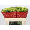 Hypericum Smiley Romance