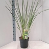 Cortaderia selloana