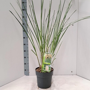 Cortaderia selloana