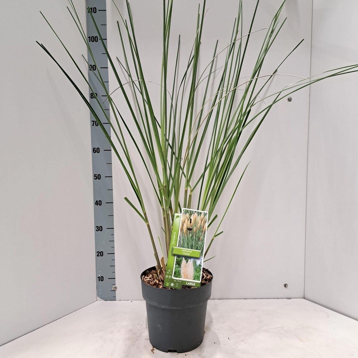 <h4>Cortaderia selloana</h4>