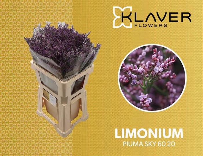 <h4>Limonium Safora Pink Sky Klaver</h4>