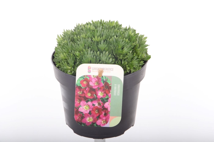 <h4>Saxifraga Arendsii Marto Rose</h4>