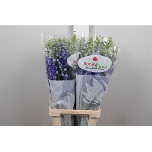 Delph Du Guard Blue