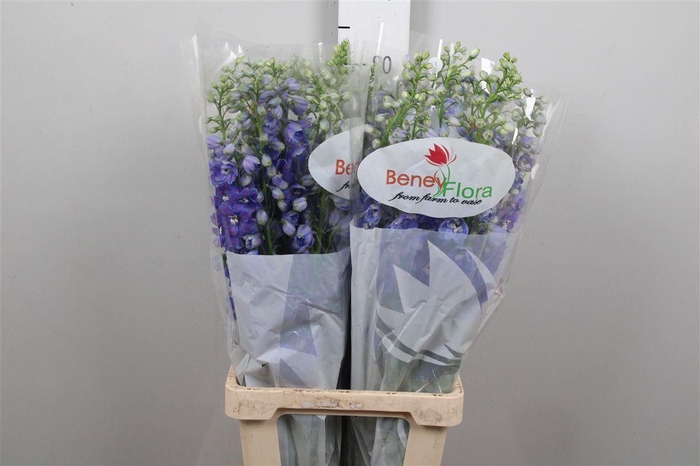 <h4>Delph Du Guard Blue</h4>