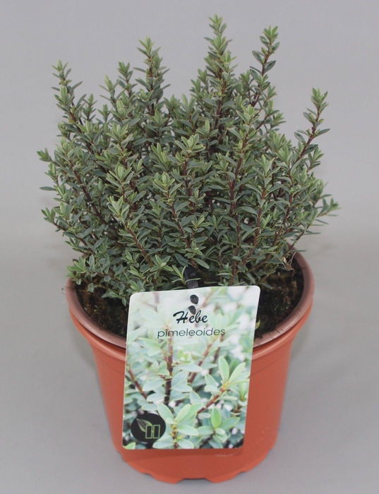 <h4>Hebe pimeleoides C2</h4>