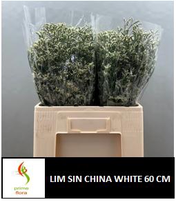 LIM SIN CHINA WHITE