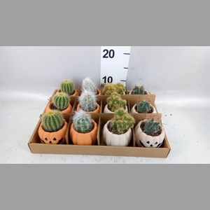 Cactus   ...mix