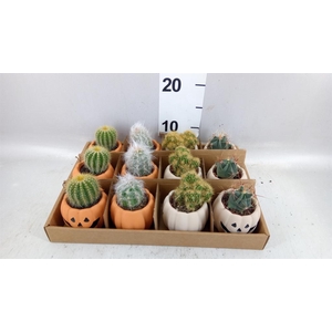 Cactus   ...mix