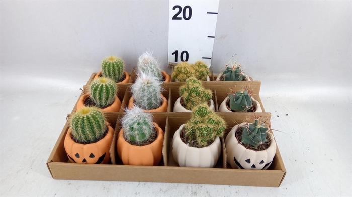 <h4>Cactus   ...mix</h4>