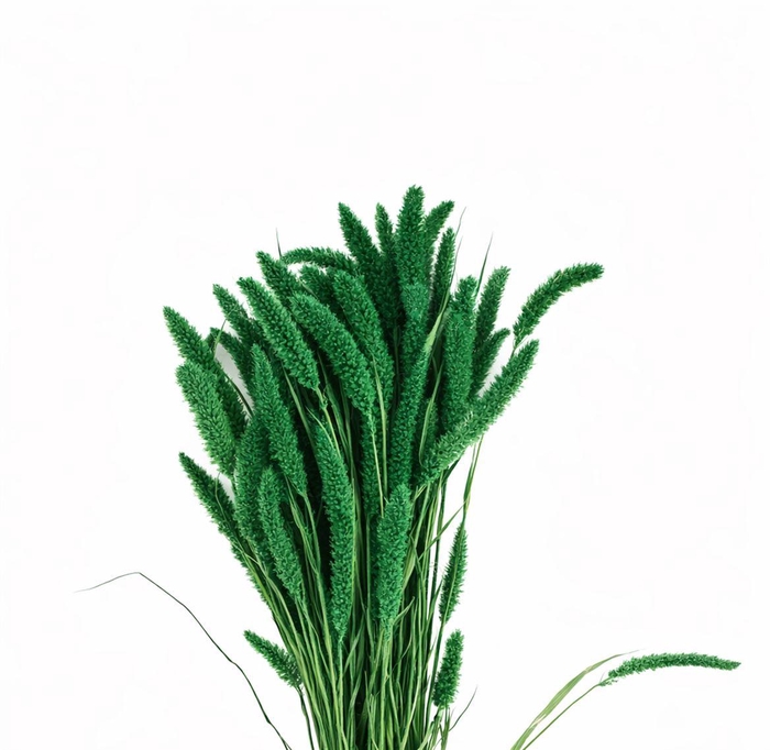 <h4>Dried Setaria X5 Dark Green Bunch</h4>