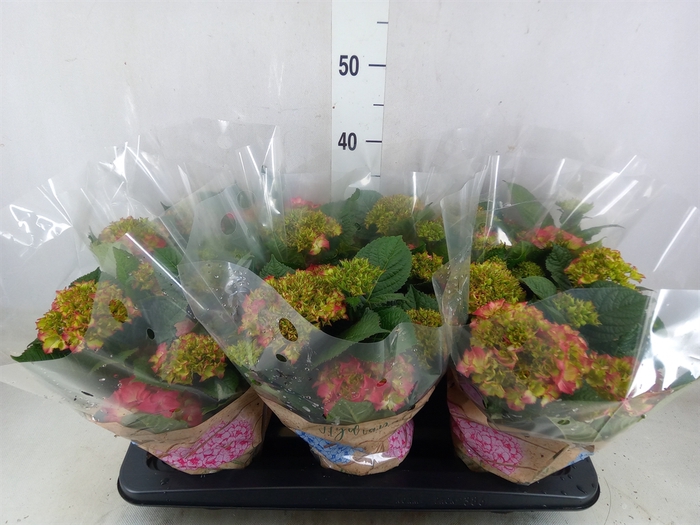 <h4>Hydrangea mac. 'DutchLadies Selma'</h4>