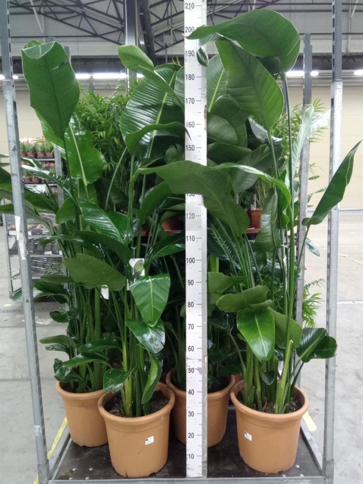 <h4>Strelitzia nicolai</h4>