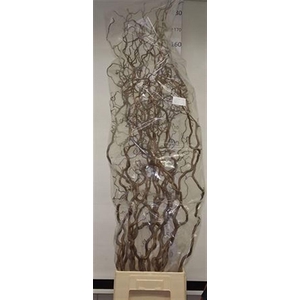 Corylus Av Contorta 160cm X15