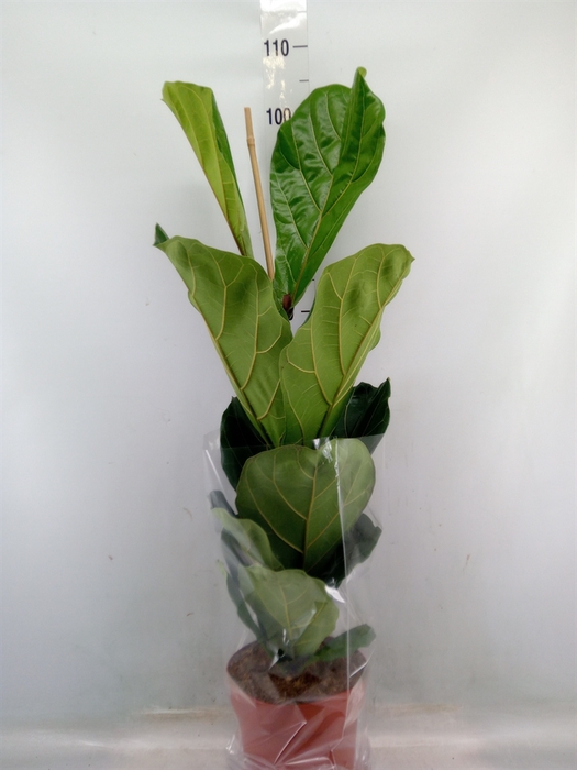 <h4>Ficus lyrata</h4>