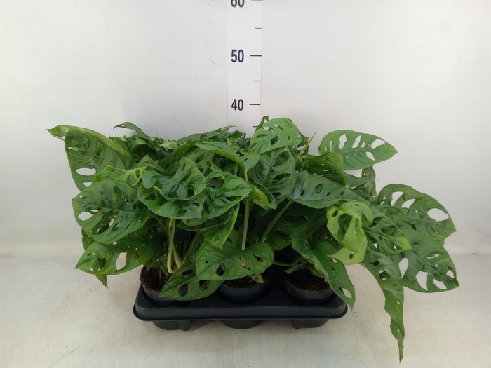 <h4>Monstera obliqua 'Monkey Mask'</h4>