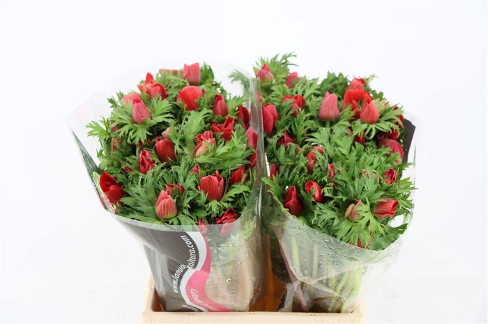 <h4>Anem Mistral Red</h4>