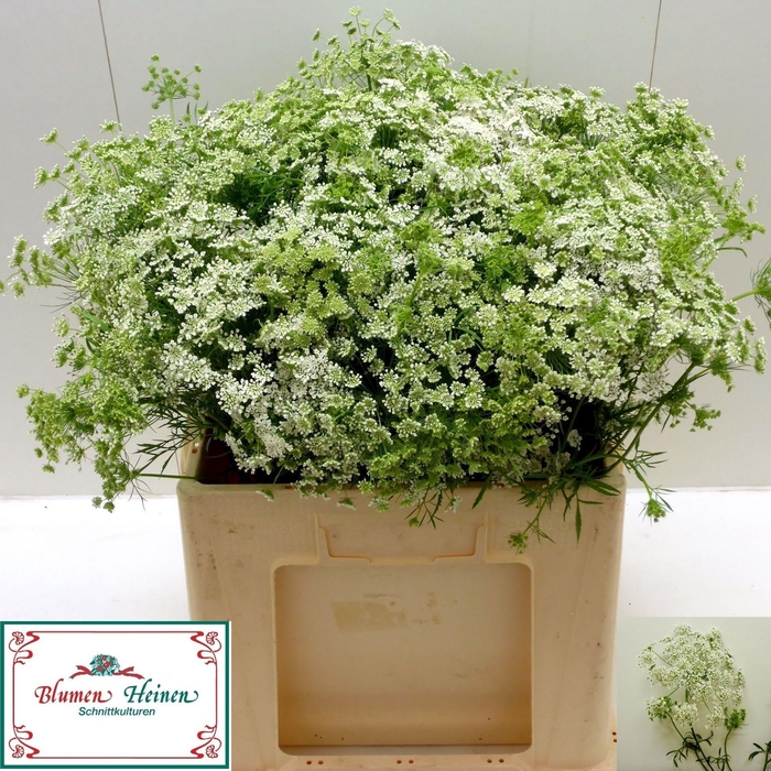 <h4>AMMI MAJUS</h4>